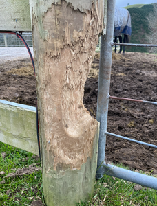 Why are my horses intent on destroying my fence posts, yards and life?
